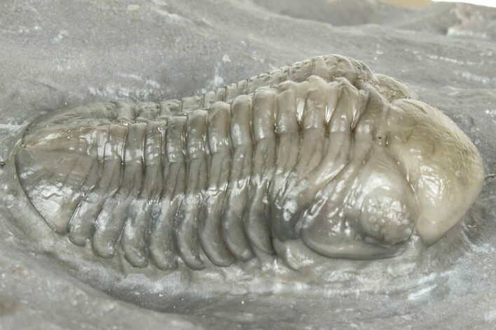 Unusual, Tiny-Eyed Phacopid (Eocryphops?) - Jorf, Morocco #329071